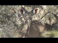 kudu in botswana 2008