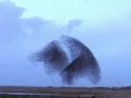 , Birds , Birds