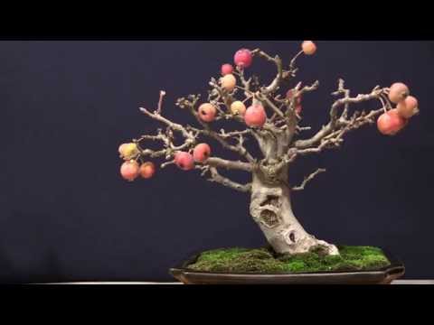 VII Congresso Internacional de Bonsai | 24 e 25 outubro 2015