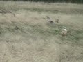 Mike Schmoll Hunt Test - Triple Mike Schmoll Hunt Test - Triple
