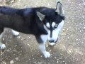 هاسكي‎ - YouTube