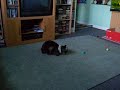 my cat duo on catnip my cat duo on catnip