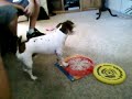 JACK RUSSELL ATTACKS FRISBEES JACK RUSSELL ATTACKS FRISBEES