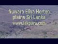 Day 07- Nuwara Eliya / Horton Plains / Nuwara Eliya 