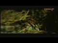 python vs  deer