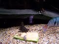 King Tiger Pleco/Honduran Redpoint