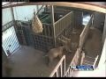 Zoo attack video released to public