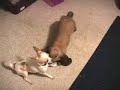 Dog vs. Rabbit fight - Mad Battle