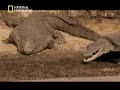 Crocodile man