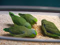 Sperlingspapageien ( Forpus Coelestis )