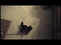 Tilly and the stuffed black cat