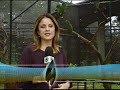 Animais permitidos!! Jornal Hoje ( Curió ) Animais permitidos!! Jornal Hoje ( Curió )