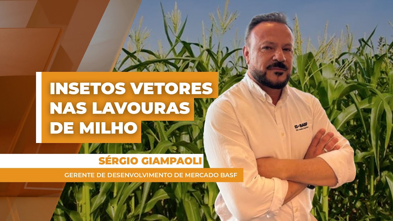 Impacto Dos Insetos Vetores No Milho E A Inovação No Manejo - Edição 12-06-2025