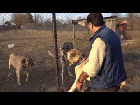turkish shepherd dog - Anadolu Çoban Köpeği ''BOĞAÇ'' Anatolian Shepherd Dog Birol KARA & Serkan KARAAHMETOĞLU.