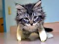 The Scituate Animal Shelter The Scituate Animal Shelter