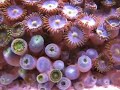 corail zoanthus (aquarium récifal - eau de mer) corail zoanthus (aquarium récifal - eau de mer)