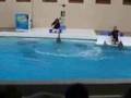 Delphin Show - Tiergarten N�rnberg