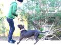 Picnic Table Pit Bull Tricks