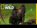 Mogli selvatici dell'Africa : Bonobo Amore