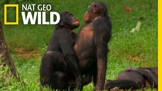 Bonobo Love  Nat Geo WILD