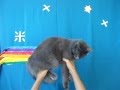 Real life Nyan Cat 2