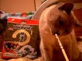 Chinese Cat Chinese Cat