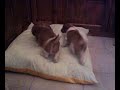 Pepito gioca con Winnie e Brando jr (34 gg)
