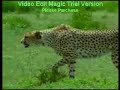 Keajaiban Dunia Semut-4 end*