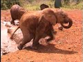 Elephant Playing Football at Daphne Sheldrick Foundation