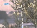 شام - حماه - الدبابات تقصف بالرشاشات الثقيلة 31-7