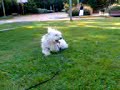 Tibet cotton de tulear Tibet cotton de tulear
