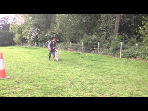 - Fallowfen Training Kennels - Fallowfen Training Kennels