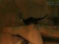 The Otter Dance