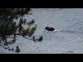 Swimming Bear in Yellowstone