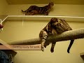 A day in the life of Bengal cats A day in the life of Bengal cats