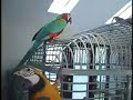 Click here to watch this video Gigi Meets Her Macaw Sister & Brother