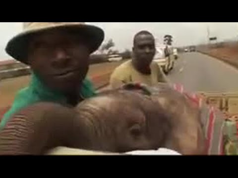 Baby elephant rescue - animal conservation