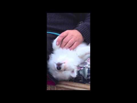 how to care japanese spitz
