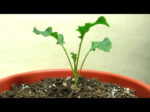 how to replant broccoli