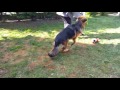 Mimi, Deutscher Schäferhund Langstockhaar sucht neue Menschen