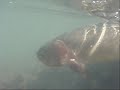 Underwater Video - Releasing A Cutthroat Trout