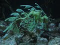 Leafy Sea Dragon