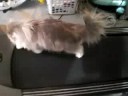 kitten on treadmill kitten on treadmill