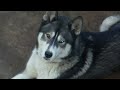 Rocky The Siberian Husky - Brown & Blue EYES