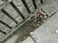 Click here to watch this video チョー危険!! コーラ爆弾 大爆発!? パート2