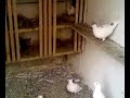 pigeons albanien-kosovo pigeons albanien-kosovo