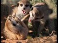 flowers worst times(meerkat manor)