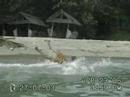 2Lits Skimboarding