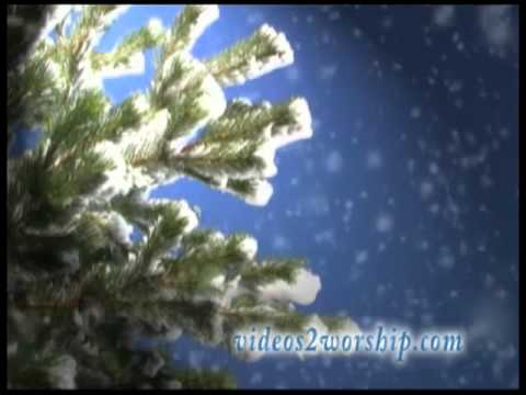 Winter Worship Background Loop: Evergreen Branches