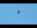 MILAN_x264.mp4